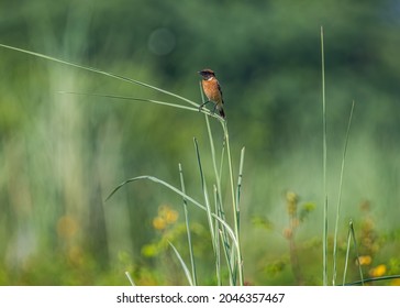 A Stone Chat In Natural Habitat