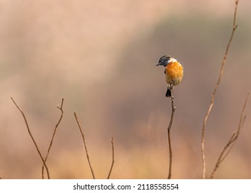 A Stone Chat In Nature In Wet Land