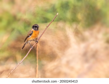 A Stone Chat Resting On A Dry Grass