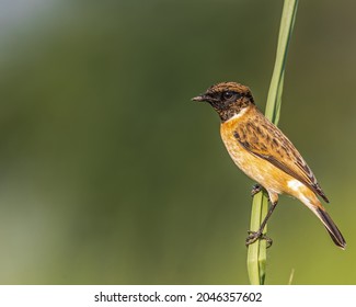 A Stone Chat Resting On Grass