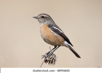 Stone Chat In South Africa