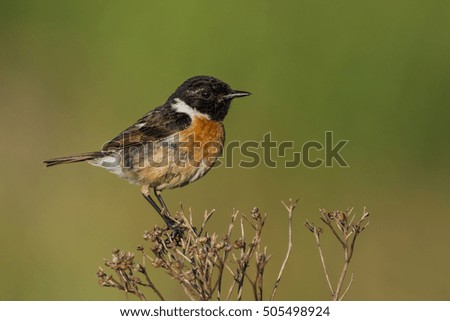 Similar – Image, Stock Photo Pretty bird Beautiful Life