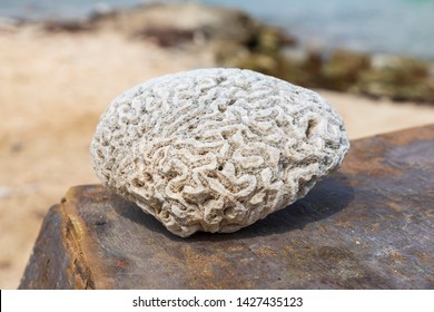 Stone corals (Diploria labyrinthiformisan) on the coast of Bonaire