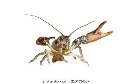 Stone Crayfish, Austropotamobius Torrentium, Is A Freshwater Crayfish, Isolated On White