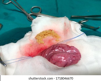 A Stone In Dog Urine Bladder