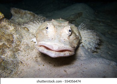 Stone Fish /crocodile Fish