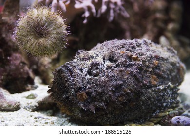 Stone Fish Waits On The Seabed Mining