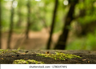 Stone Floor In A Green Forest, For Product Placement
