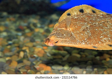 Stone Flounder (Kareius Bicoloratus) In Japan