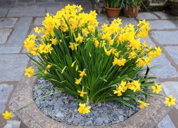 Stone Flowerpot Of Tete A Tete Daffodils (Narcissus) In A Country Cottage Garden, Devon, England, UK.