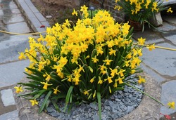 Stone Flowerpot Of Tete A Tete Daffodils (Narcissus) In A Country Cottage Garden, Devon, England, UK.