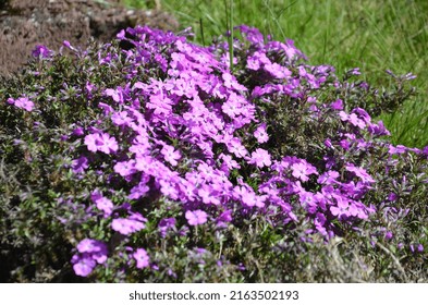 Stone Flowers Purple, Stone Garden, Rockery Plants