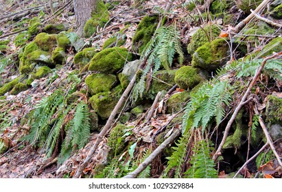 stone in forest