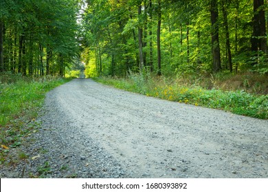A stone gray road through a green deciduous forest, summer view