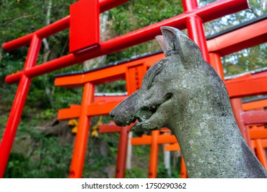 Stone guardian fox statue with red Torii Gates in the background in Suwa Shinto Shrine in Nagasaki, Japan.