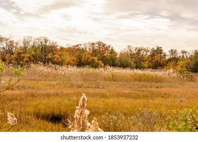 Stone Harbor New Jersey Bird Sanctuary In Autumn