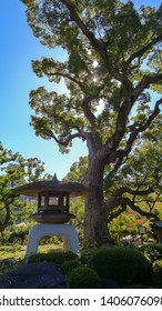 Stone lantern and pine tree, with sun glinting through branches. City of Kanazawa, Ishikawa Prefecture, Japan.