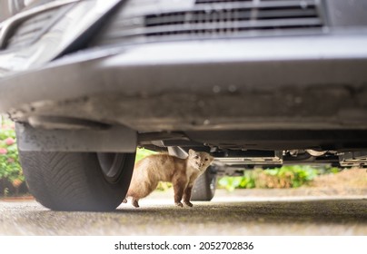 Stone Marten looking for shelter underneath a car