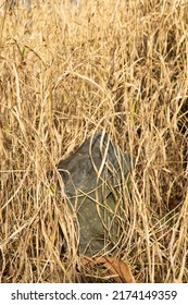 a stone in the middle of the dry grass