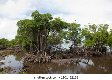 Stone Money Of Yap Island 