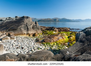 stone on beach and green seaweed - Shutterstock ID 2259123141