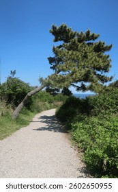                       stone path to beach with overarching tree         