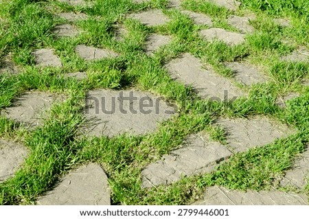 stone path with grass growing between rocks forms natural walkway. green grass fills gaps in stone path creating organic texture. this path blends hardscape and nature in garden design.