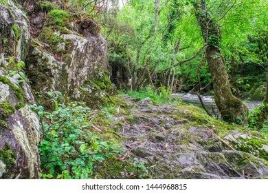 Stone Path Surrounded By Green Trees Next To A River