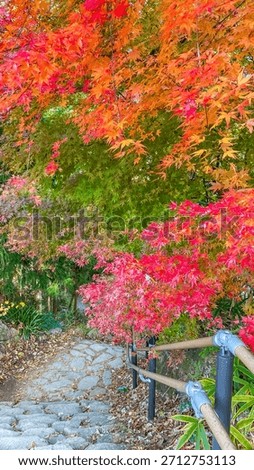 Stone path under red and orange Japanese maple leaves in autumn garden. High quality photo