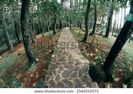 A stone path winds through a peaceful forest, captured with a fisheye lens for a unique, distorted perspective. A serene and scenic landscape