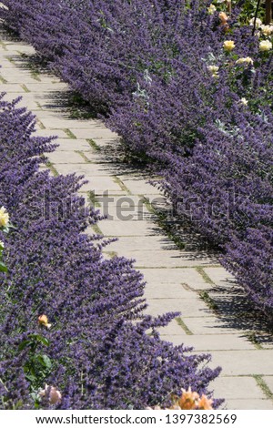 A stone pathway crosses diagonally lined either side with purple lavender bushes in a British country garden.Portrait view.