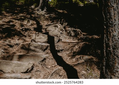 A stone pathway winds through a forest, surrounded by trees, with sunlight filtering through the leaves onto the rocky steps. - Powered by Shutterstock