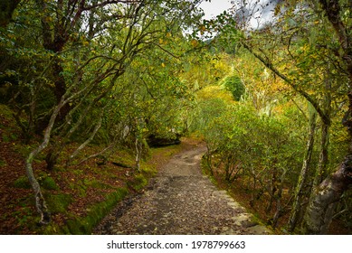 A Stone Paved Walking Path Surrounded By Trees In Nepal