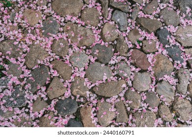 The stone pavement is strewn with pink flower petals that have fallen from a cherry blossom tree. - Powered by Shutterstock