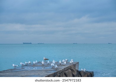 stone pier and a flock of birds seagulls on the sea. long exposure, blurred calm water - Powered by Shutterstock