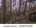 stone pine forest