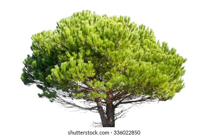 Stone Pine, Pinus Pinea, Whole Young Tree Isolated On White