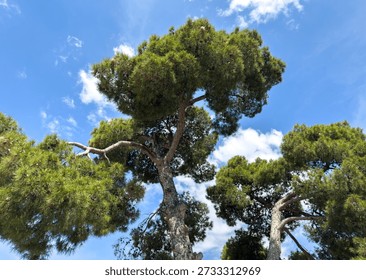 Stone pine tree canopy and trunks in a park near Athens, Greece. Vivid green foliage against blue sky with scattered clouds, low angle view.