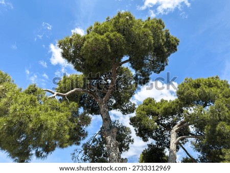 Stone pine tree canopy and trunks in a park near Athens, Greece. Vivid green foliage against blue sky with scattered clouds, low angle view.