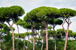 Stone Pine Trees, Botanical Name Pinus Pinea, Aka Italian Stone Pine, Umbrella Pine And Parasol Pine, In Rome, Italy