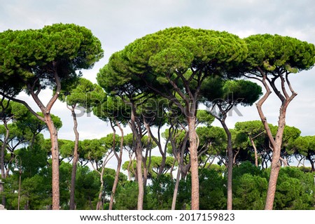 Similar – Image, Stock Photo pine Stone pine Tree