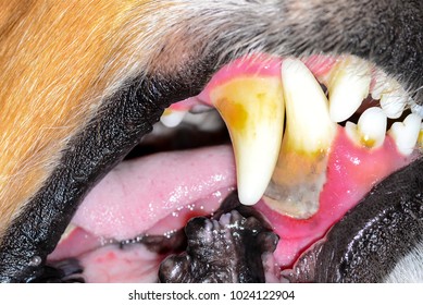 stone plaque on the teeth of a dog