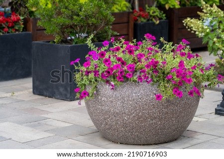 Stone pot blooming petunias on pedestrian pavement paved with stone tiles. Purple petunia flowers in concrete pot in street cafe