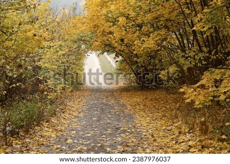 The stone road to the descent is lined with autumn maple leaves.