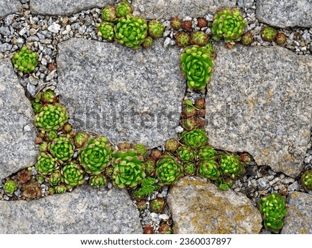 Stone rose or Sempervivum between granit stones, top view of growing houseleeks in fugue