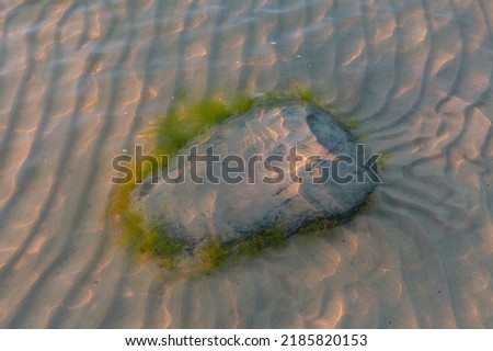 Stone with seaweeds under the water with wavy sunlight reflections