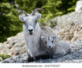 Stone Sheep And Newborn Baby In Spring