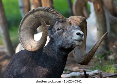 Stone Sheep (ovis Dalli Stonei), Yukon Territory, Canada.