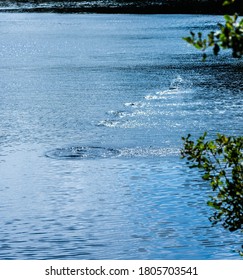 Stone Skipping Multiple Times On Water