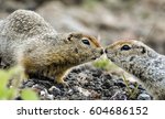 stone squirrels